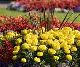 Designing Flower Gardens Designing Flower Gardens