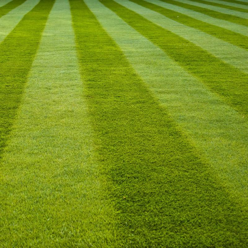 Lawn Maintenance: What Is Your Lawn Revealing About You?