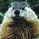 Woodchucks/Groundhog Prevention Woodchucks/Groundhog Prevention