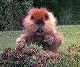 How to Deal with Invading Gophers How to Deal with Invading Gophers