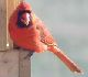 Foods That Attract Certain Species of Birds Foods That Attract Certain Species of Birds