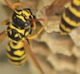 How to Distantly Kill Wasps in the Attic How to Distantly Kill Wasps in the Attic