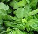Herb Planters Help You Produce Irresistible Tastes Herb Planters Help You Produce Irresistible Tastes