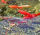 Annual Pond Cleanouts Annual Pond Cleanouts