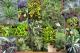 Plants Around the Home. Nursery? or Grow Yourself? Plants Around the Home. Nursery? or Grow Yourself?