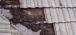 Additional Maintenance Necessary for Tile Roofs Additional Maintenance Necessary for Tile Roofs