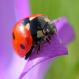 Tips for the Beginning Gardener Tips for the Beginning Gardener