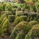 Hedges and Hedging Plants Hedges and Hedging Plants