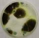 Mold Spore Growth Conditions and Water Damage Consequences Mold Spore Growth Conditions and Water Damage Consequences