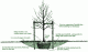 Understanding When to Plant Baby Trees Understanding When to Plant Baby Trees