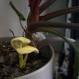Causes and Treatments for Mold on Houseplants Causes and Treatments for Mold on Houseplants