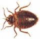 Checking for Bed Bugs Checking for Bed Bugs
