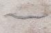 How to Get Rid of Snakes Naturally and Organically How to Get Rid of Snakes Naturally and Organically