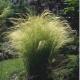 How to Grow Ornamental Grasses How to Grow Ornamental Grasses