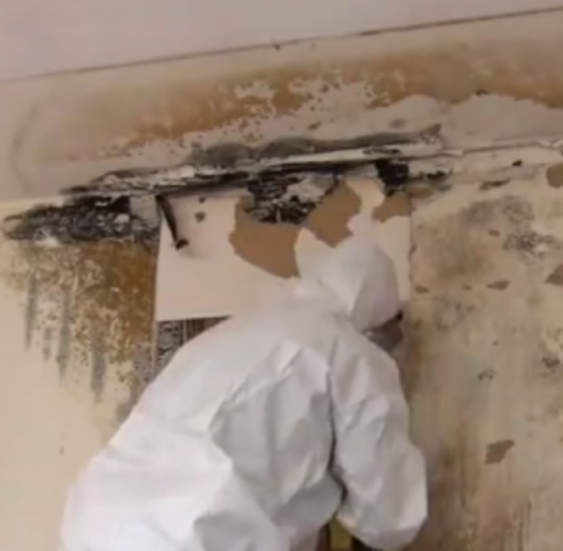 Mold Removal Tips: How to Successfully Remove Mold for Good Mold Removal Tips: How to Successfully Remove Mold for Good