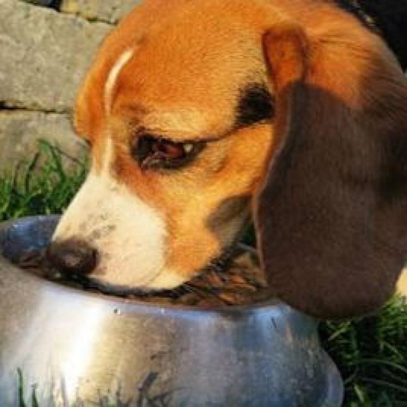 4 Common Dog Feeding Mistakes and How to Correct Them 4 Common Dog Feeding Mistakes and How to Correct Them