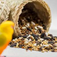 Foods That Attract Certain Species of Birds