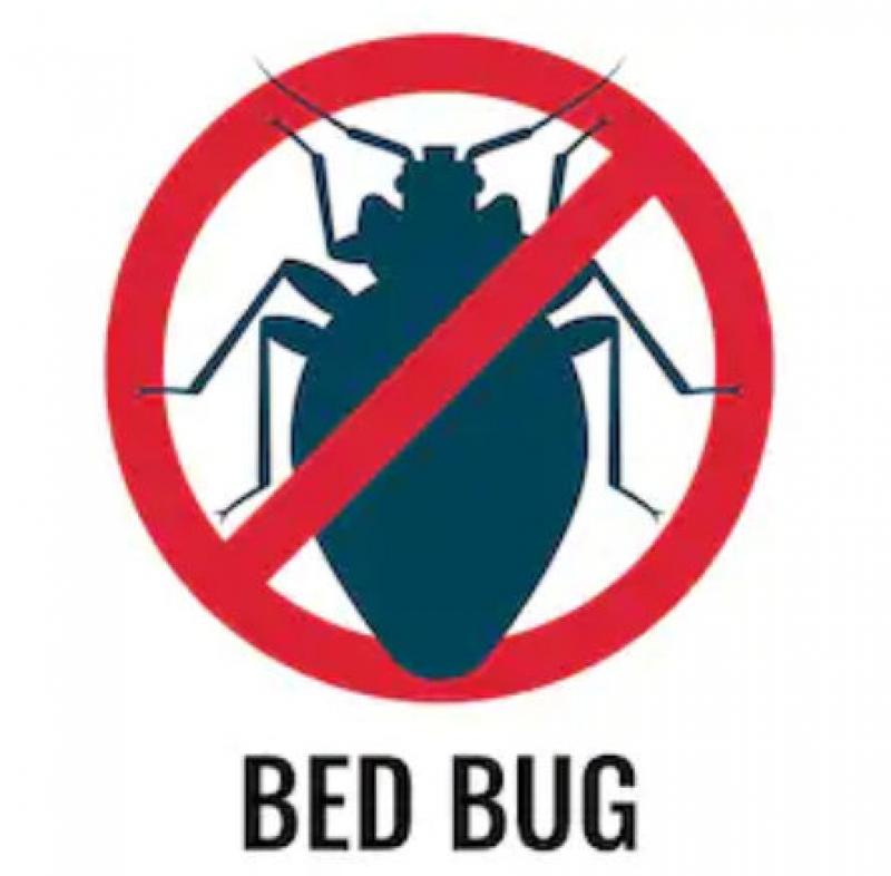 Checking for Bed Bugs Checking for Bed Bugs
