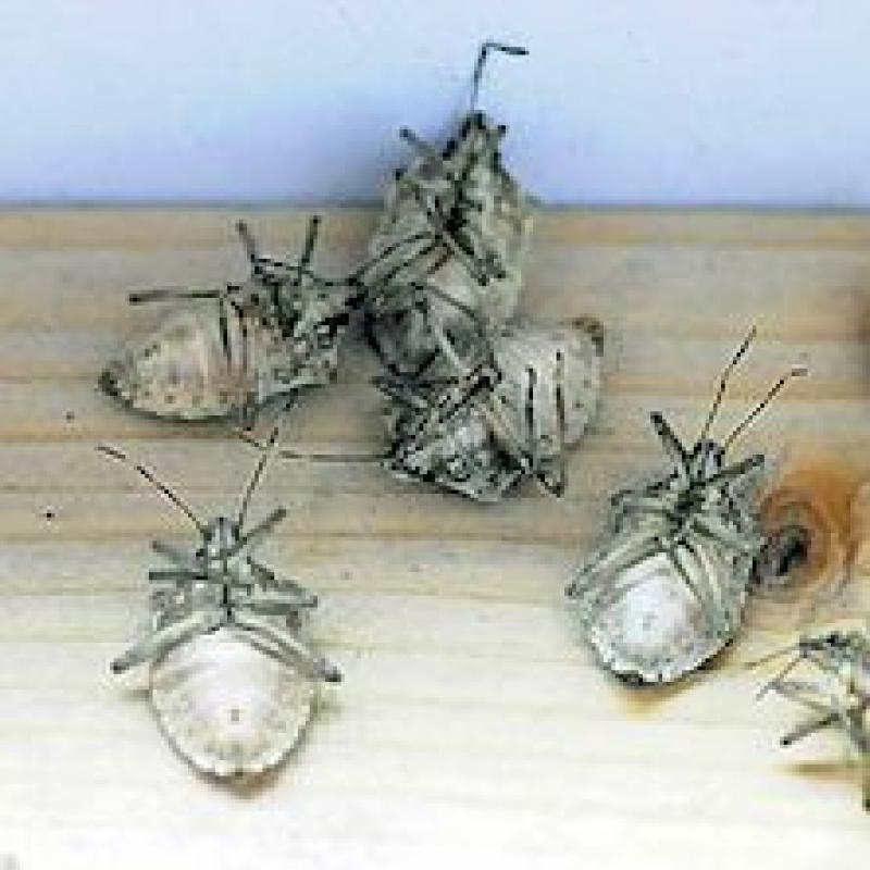 How to Look for Signs of Pest Infestation When House Hunting How to Look for Signs of Pest Infestation When House Hunting
