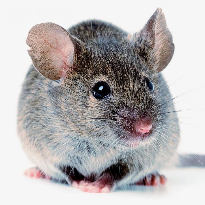 Five Common Household Pests and How to Get Rid of Them Five Common Household Pests and How to Get Rid of Them