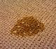 Removing Urine Stains from Floors Removing Urine Stains from Floors