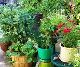 Container Gardening Container Gardening