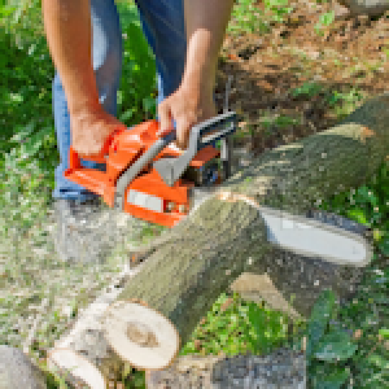 Reasons Why You Would Want to Cut Down a Tree from Your Property Reasons Why You Would Want to Cut Down a Tree from Your Property