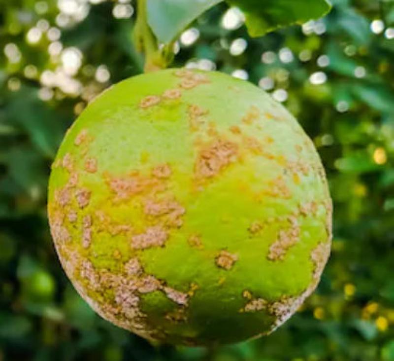 Citrus Canker Disease Citrus Canker Disease