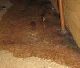 Repairing Floor Coverings after a Flood Repairing Floor Coverings after a Flood