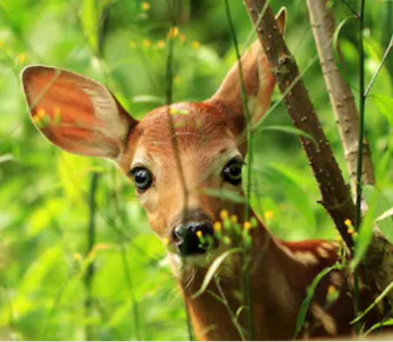 Landscape Plants Rated by Deer Resistance Landscape Plants Rated by Deer Resistance