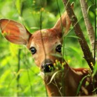 Landscape Plants Rated by Deer Resistance