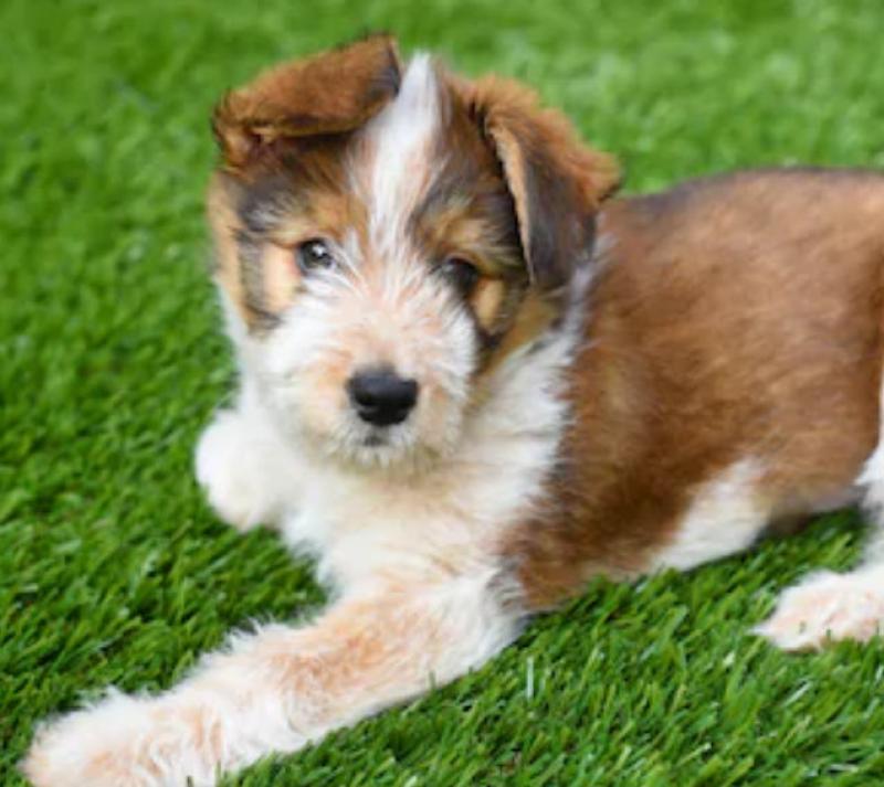 Why is Artificial Grass proving so Popular with Dogs