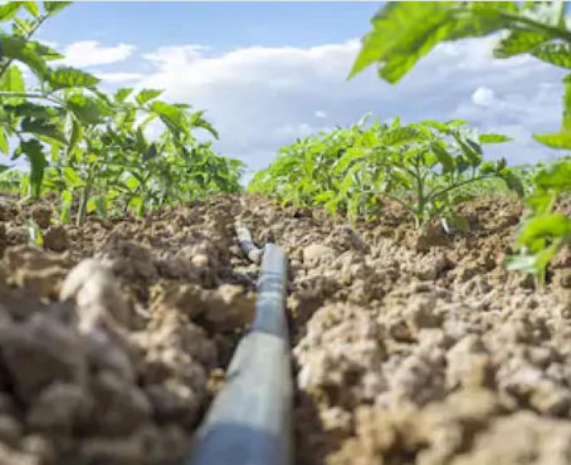 Save Water by Using Drip Irrigation Save Water by Using Drip Irrigation