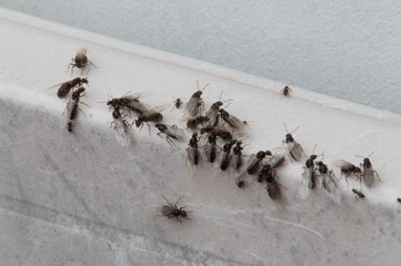 Summer Time Does Not Have to be Bug Time Summer Time Does Not Have to be Bug Time