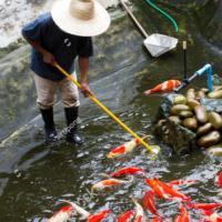 Annual Pond Cleanouts