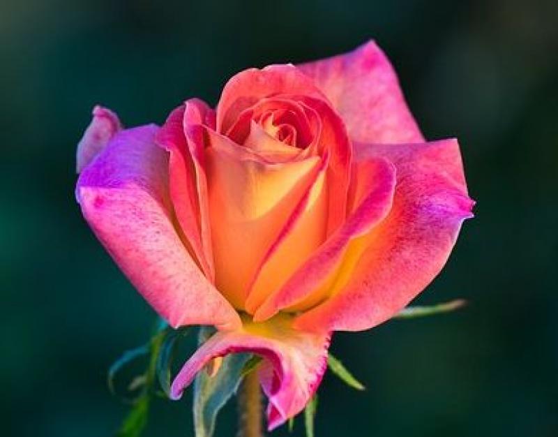 Top Ways to Successful Rose Gardening Top Ways to Successful Rose Gardening