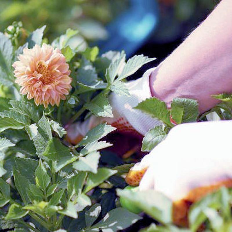 4 Reasons Why You Should Visit a Plant Nursery This Weekend 4 Reasons Why You Should Visit a Plant Nursery This Weekend