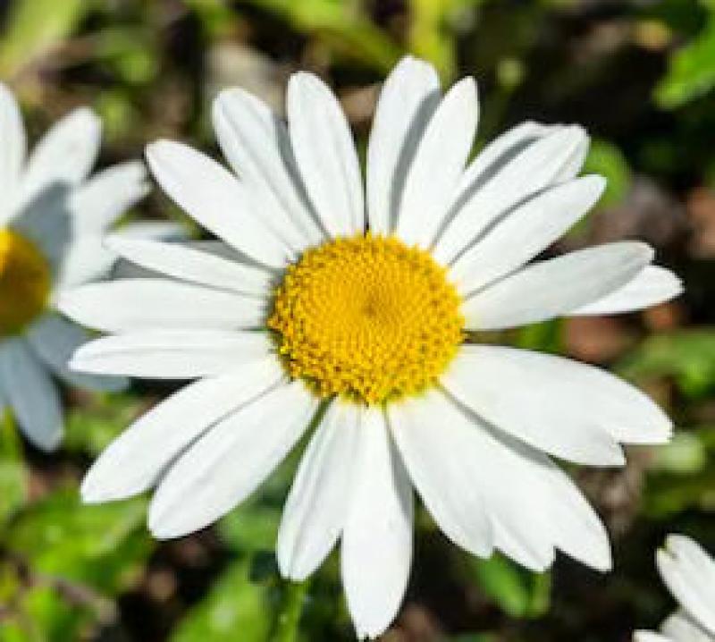 The Best Types of Perennials for Beautiful Spring Planters