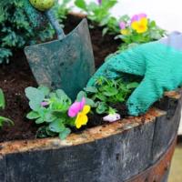 How to Grow Plants in Garden Planters