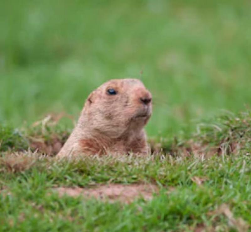 Woodchucks/Groundhog Prevention Woodchucks/Groundhog Prevention
