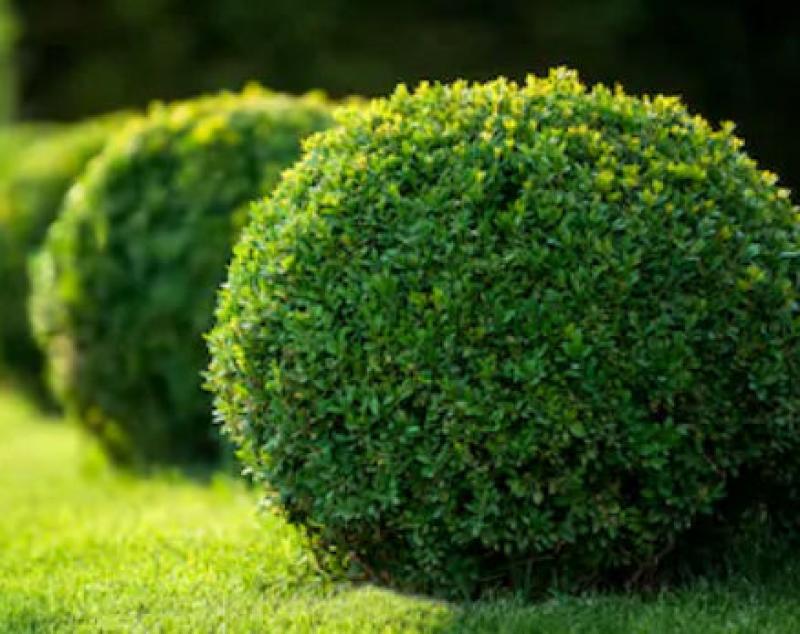 Hedges and Hedging Plants Hedges and Hedging Plants
