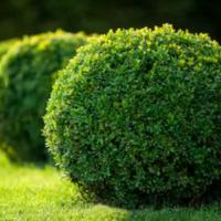 Hedges and Hedging Plants