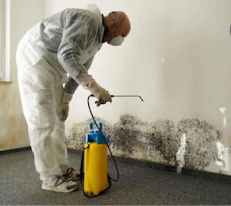 Mold Removal Tips: How to Successfully Remove Mold for Good