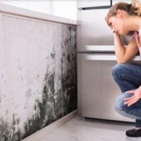 Mold Allergy: The Reason You Need Mold Removal