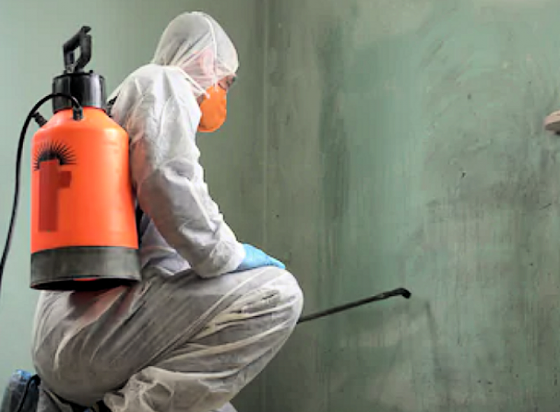 Black Mold Inspection and Remediation in Your Home Black Mold Inspection and Remediation in Your Home