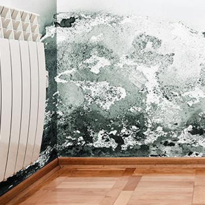 Mold Allergy: The Reason You Need Mold Removal Mold Allergy: The Reason You Need Mold Removal