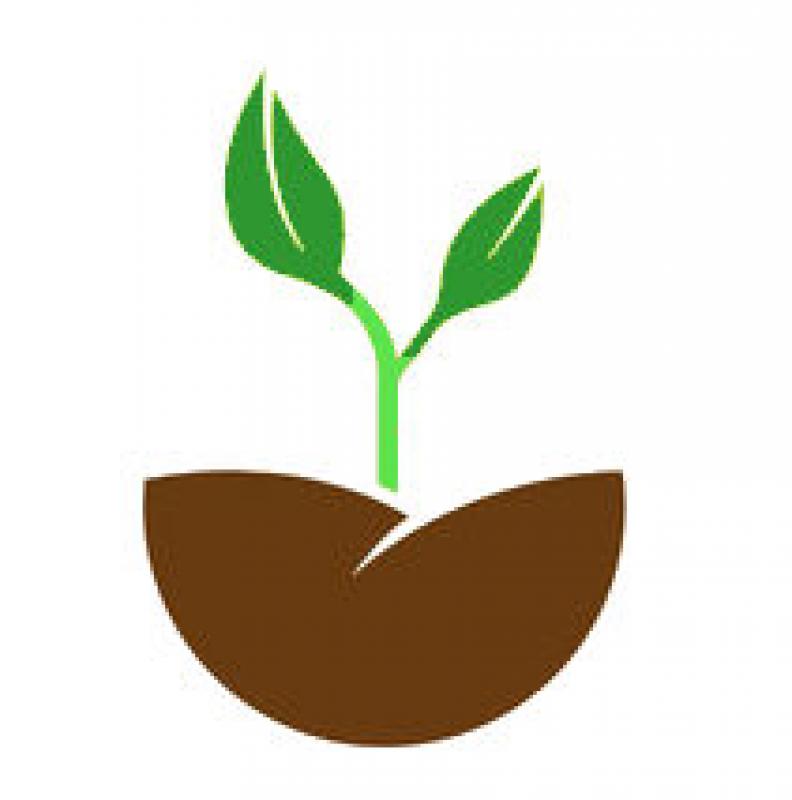 Plants Around the Home. Nursery? or Grow Yourself? Plants Around the Home. Nursery? or Grow Yourself?