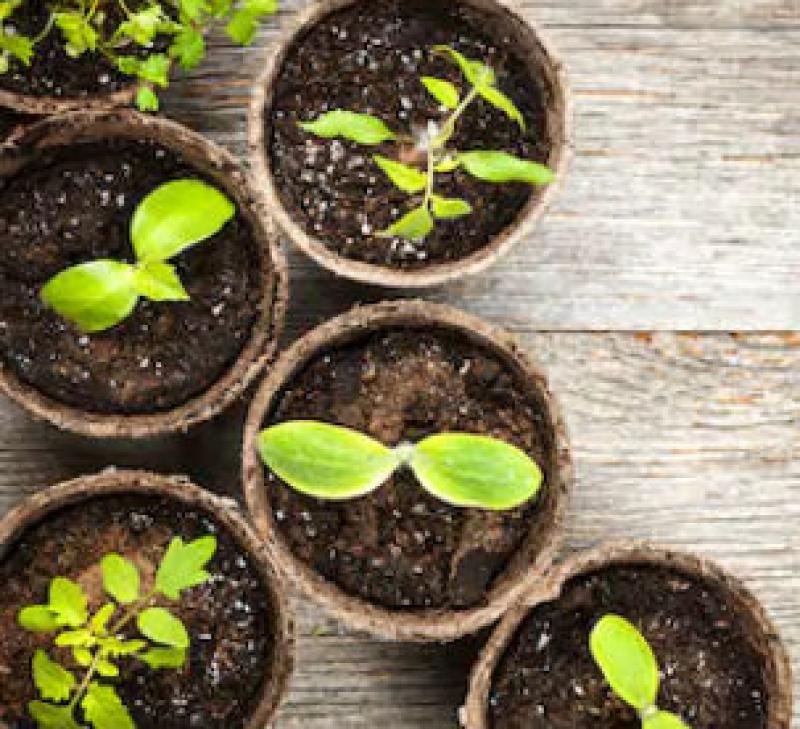 How to Grow Plants in Garden Planters How to Grow Plants in Garden Planters