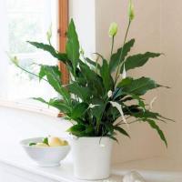 How to Choose House Plants to Match Your Interior
