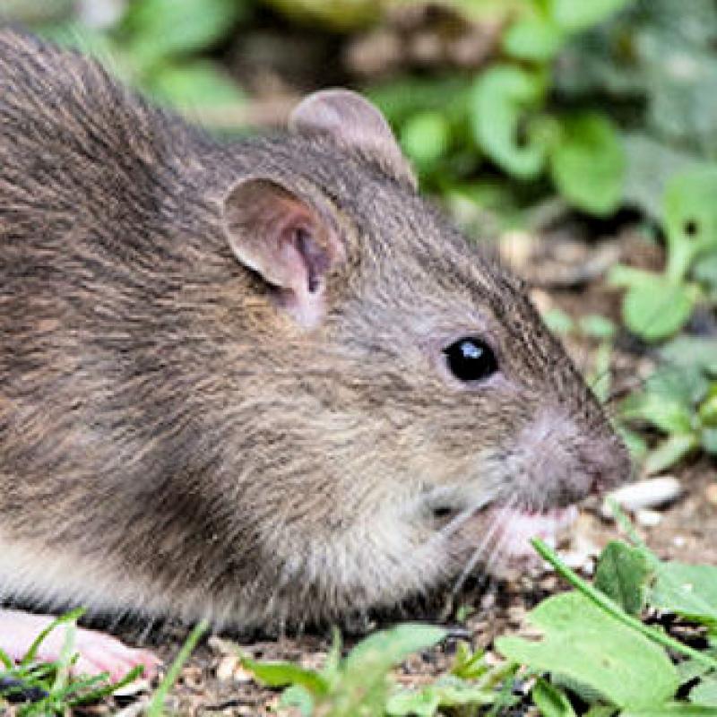 How to Get Rid of Rats Outside How to Get Rid of Rats Outside